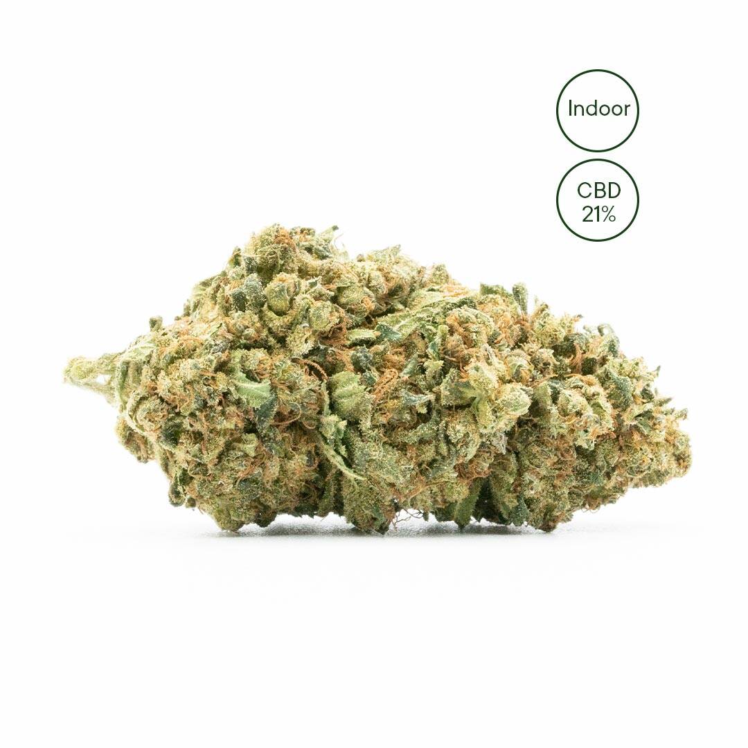 Green Owl fleur cbd amnesia
